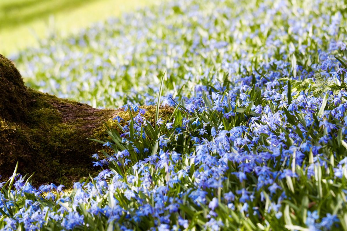 Florecimiento de la primavera
