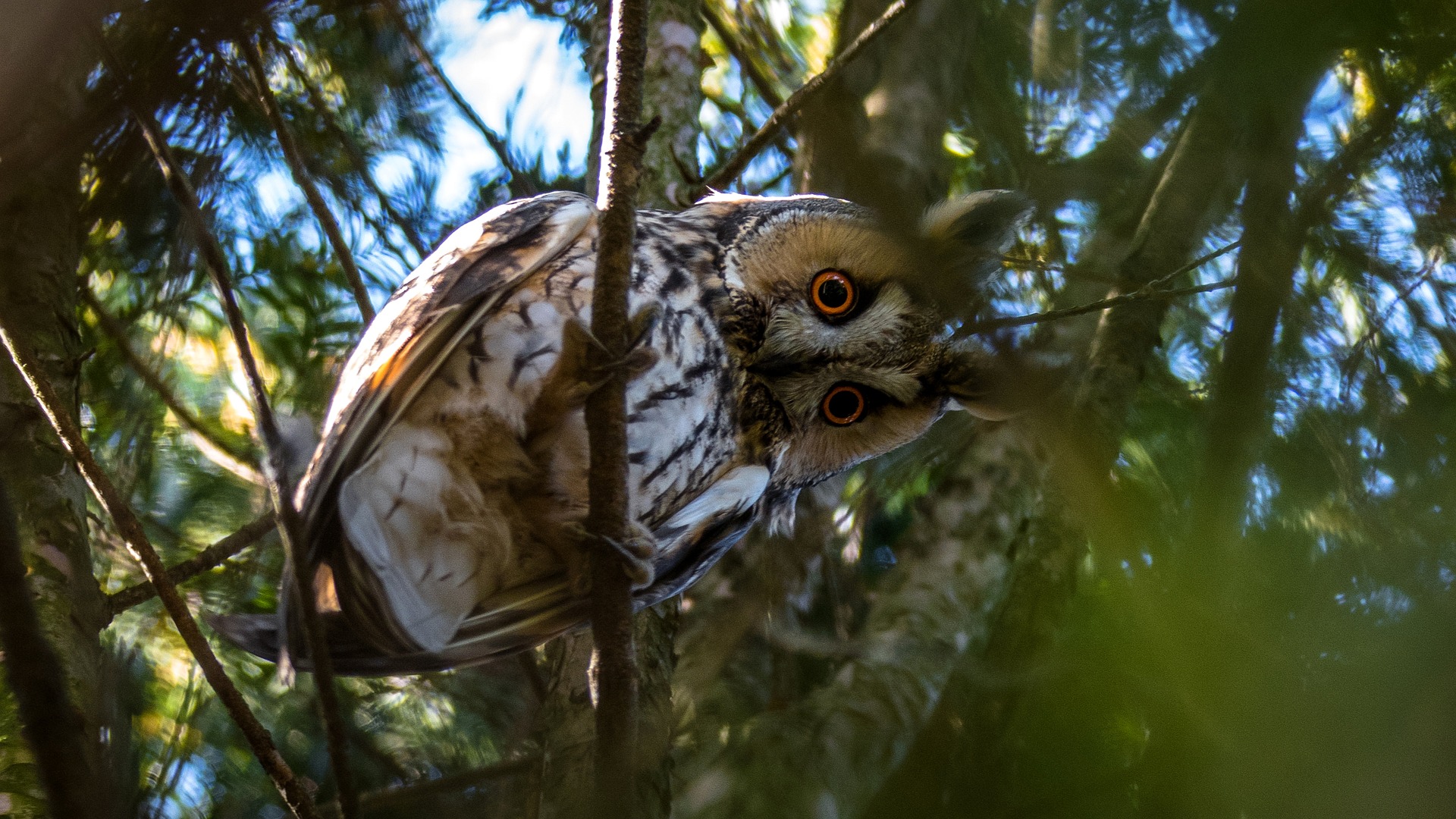 Concurso de fotografía flora y fauna silvestre